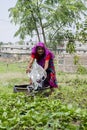 Senior Bangladeshi woman watering vegetables plant with in hands at Dhaka, Bangladesh.